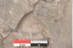 Foto (Detailansicht) von Cassia ambigua Unger (NHMW-GEO-2024-0188-8060b)